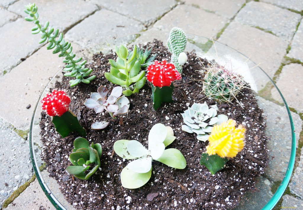 cactigarden_OBJ4