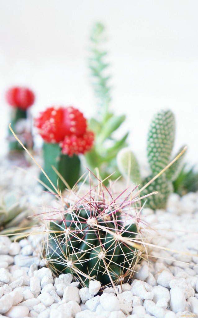 cactigarden_OBJ8