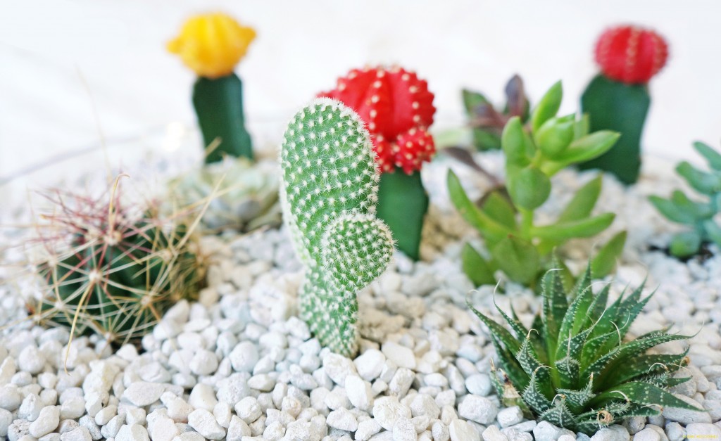 cactigarden_OBJ9