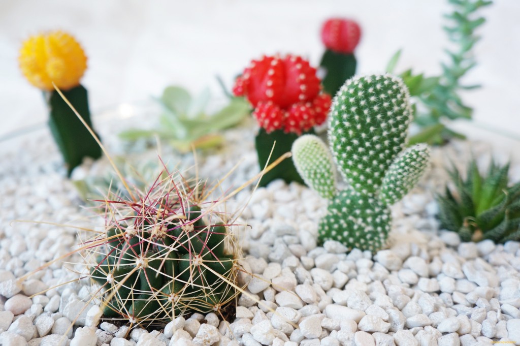 cactigarden_OBJ10