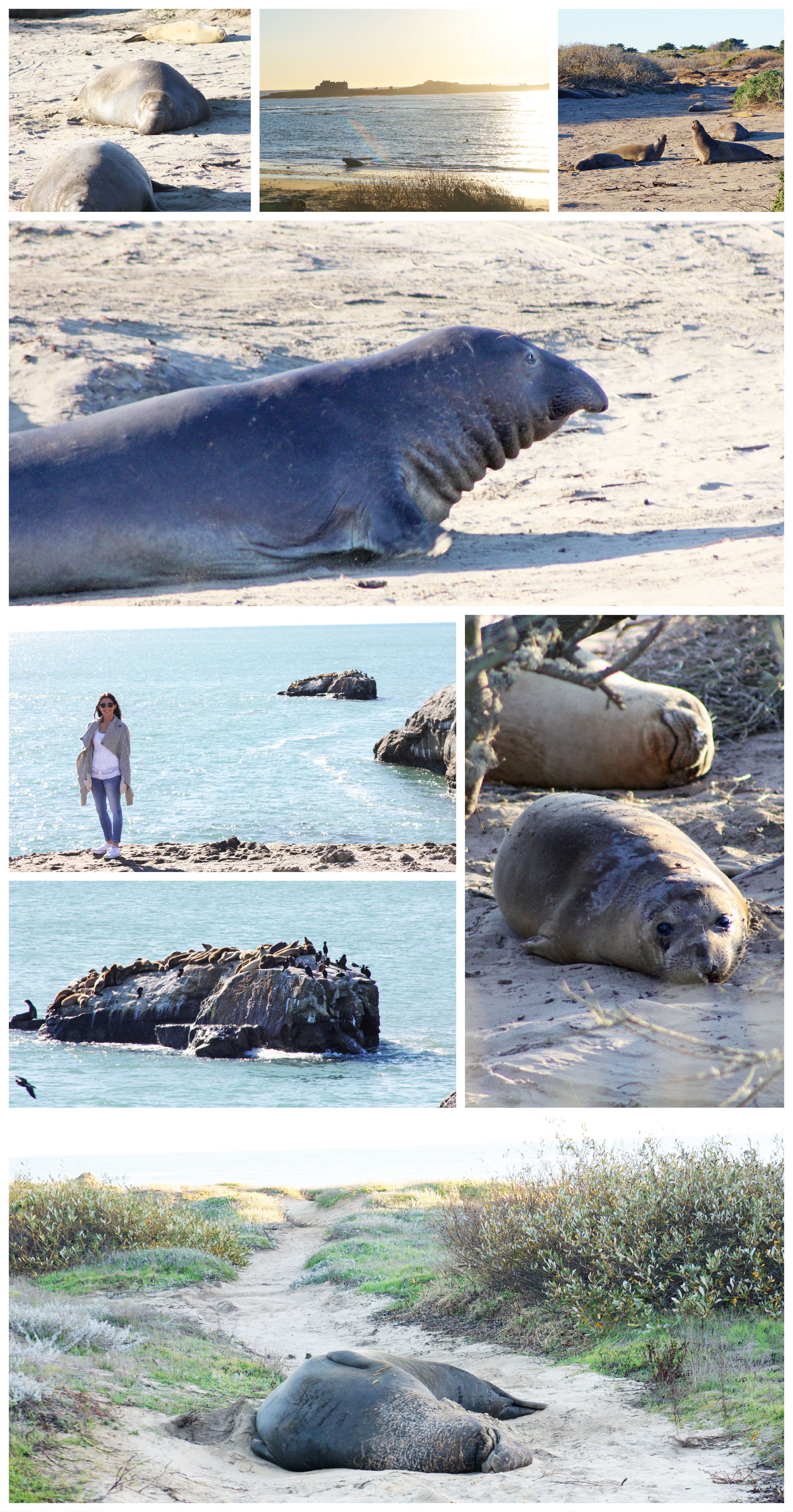 Elephant Seals PCH road trip