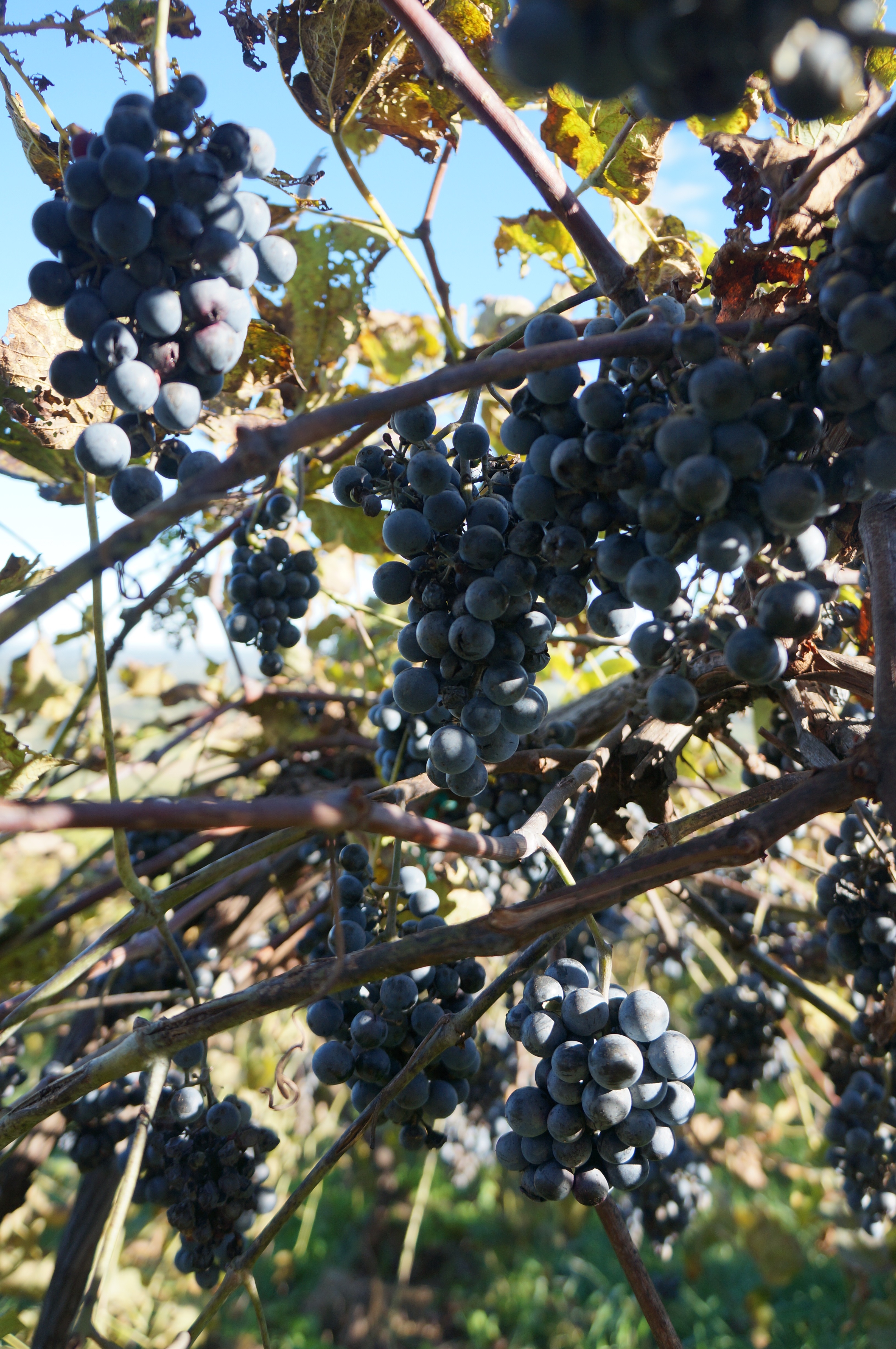 Bluemont Vineyard in Fall